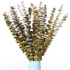20 PCS Dried Eucalyptus Stems, 17» Natural Real Live Yellow