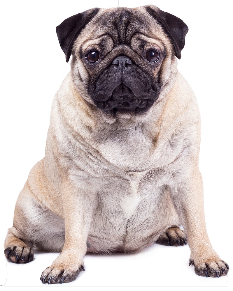Giant Pug Dog Cardboard Cutout / Standee / Standup – Cute Pets Pooches