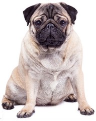 Giant Pug Dog Cardboard Cutout / Standee / Standup – Cute Pets Pooches
