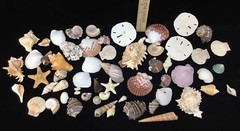 Beach Party Decor Table Fish Net Centerpiece Sea Shell Palm Tree Candle HUGE Lot