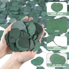 300PCS+ Real Eucalyptus Leaves for Shower – Sukh Dried Green