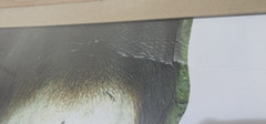 Donkey Lifesize Cardboard Cutout / Animal Standee 130cm Tall *Damaged*
