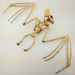 Animal Skeleton Decorations Rat Bat Realistic Bones Scary Halloween Party Props