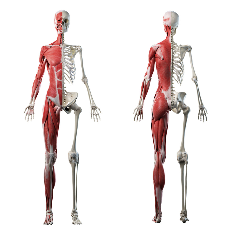 SP12481 Anatomy Muscle Skeleton Skeletal System 2pack