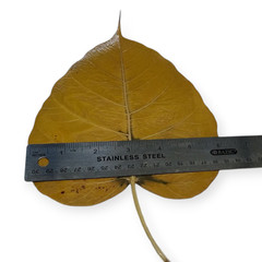 5 Preserved Dried Bodhi Leaves, originated from The Sacred Bodhi Tree