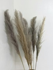 Real Pure White Dried Natural Pampas Grass Reed and Jumbo Reed