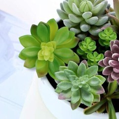 Anoak Artificial Succulent Plants – 16 Pcs Set Faux Green,multi-color