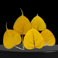 5 Preserved Dried Bodhi Leaves, originated from The Sacred Bodhi Tree