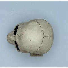 Place & Time Halloween Skull Decoration Prop Bones Horror Decor w/ Hinged Jaw
