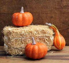 Small Country Hay Bale Fall Accent Decorative Natural Straw Decor 6″ x 13″ #888
