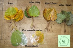 5 Preserved Dried Bodhi Leaves, originated from The Sacred Bodhi Tree