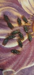 12pcs Fake Cockroach Halloween Party Decoration Trick Props Supplies Kids Favor