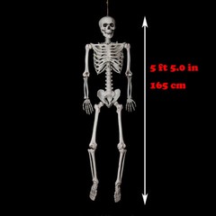 5 ft 5 in LED Eyes Poseable Human Size Skeleton Skull Halloween Decoration Prop