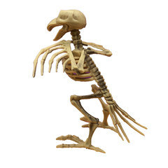 CROW SKELETON BIRD Poseable Wings & Jaw Prop Decoration 7.25″ Distressed