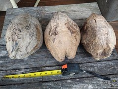 Whole Coconut Shell & Husk Giant 11″ Natural Dried Rustic Tiki Decor Lot of 3