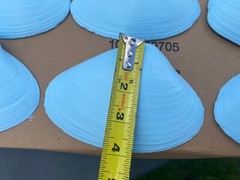 Jumbo Shells Gender Reveal , Baby Shower , Decor , Centerpiece, Blue (6)