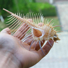 Natural Conch Sea Shells Seashells For Home Decorations,Fish Tank Collector