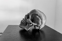 Large Skull Model