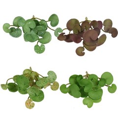 VIOCIWUO Artificial Copper Coin Grass Plants 4PCS, Fake Green