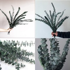 Eucalyptus for Shower 10 Pcs Hanging Dried 10 Pack Bundle