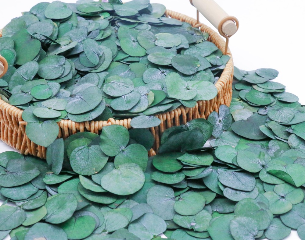 3200preserved Real Eucalyptus Leaves Small Pure Natural Bulk Eucalyptus Biodegra