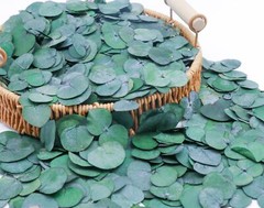 3200preserved Real Eucalyptus Leaves Small Pure Natural Bulk Eucalyptus Biodegra