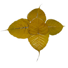 5 Preserved Dried Bodhi Leaves, originated from The Sacred Bodhi Tree