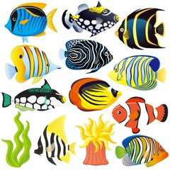 Tropical Fish Cutouts Colorful School Classroom Bulletin Board Decor 46 PCS