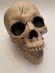 Halloween life size skull