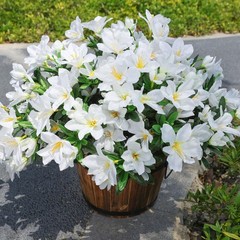 Artificial Flowers for Outdoors, 3 Bundles Fake Silk Azalea Bouquet Faux Flow…