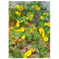185cm Silk Daisy Vine with Flexible Stems for Vertical Garden and Wall Hanging