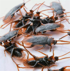 10Pcs Fake Roaches Realistic Plastic Roach Bugs Fake Cockroaches Insect USA