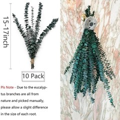 Eucalyptus for Shower 10 Pcs Hanging Dried 10 Pack Bundle