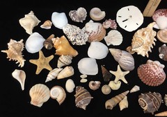 Beach Party Decor Table Fish Net Centerpiece Sea Shell Palm Tree Candle HUGE Lot