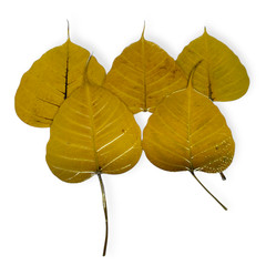 5 Preserved Dried Bodhi Leaves, originated from The Sacred Bodhi Tree