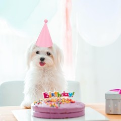 24 Pack Birthday Party Hats,8 Colors Cone Party Hat for Kids Adults Pets,Rain…