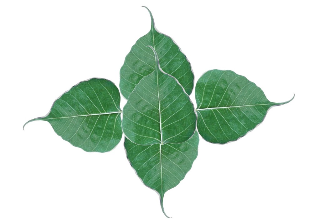 5 Preserved Green Dried Bodhi Leaves, originated from The Sacred Bodhi Tree