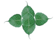 5 Preserved Green Dried Bodhi Leaves, originated from The Sacred Bodhi Tree