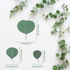 300PCS+ Real Eucalyptus Leaves for Shower – Sukh Dried Green