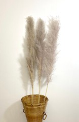 Real Natural Gray Dried Jumbo Reed 48″ Tall 3/6/12 pc bundles