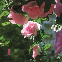 2 Pack Artificial Pink Rose Garland Vine – Total 16FT Silk Fake Blush Pink Rose