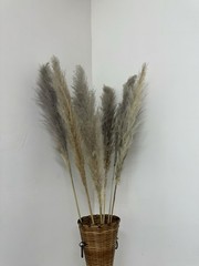 Real Pure White Dried Natural Pampas Grass Reed and Jumbo Reed