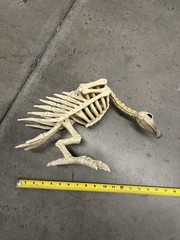 Halloween Skeleton VULTURE Buzzard Bird Animal Decorations Realistic Bones Prop
