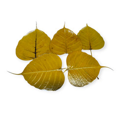 5 Preserved Dried Bodhi Leaves, originated from The Sacred Bodhi Tree