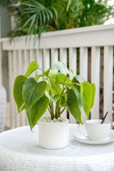 Mkono Fake Plants in Ceramic Pot, 11″ Potted Artificial Small, White