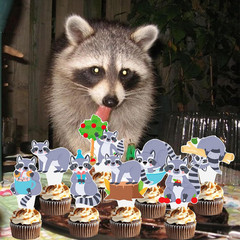 48Pcs Raccoon Theme Cupcake Toppers Woodland Animal Birthday Party Decorations C