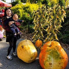 Life-Size 70″H Corn Stalks & Pumpkins Image Cardboard Stand-Up Party Decor #129
