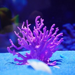 Artificial Underwater Coral Aquarium Fish Tank Simulation Plants Decoration