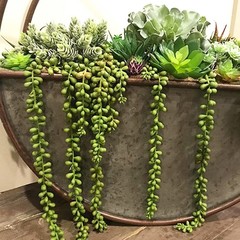 CLONG 3pcs Artificial Fake String of Pearls Plant Faux Succulents Dark Green