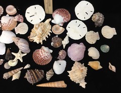 Beach Party Decor Table Fish Net Centerpiece Sea Shell Palm Tree Candle HUGE Lot